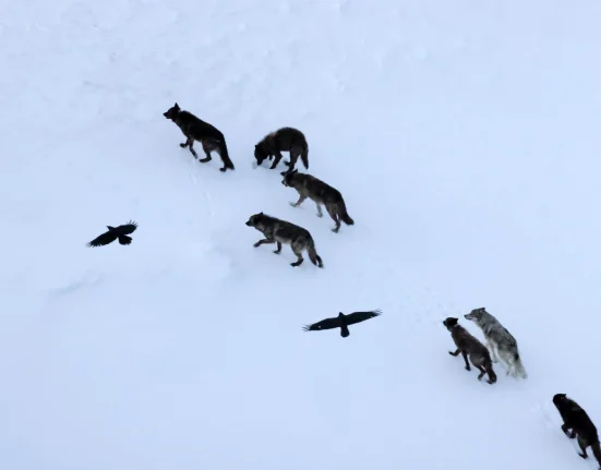 Les Corbeaux Anticipent les Loups, Ils Ne Les Suivent Pas.