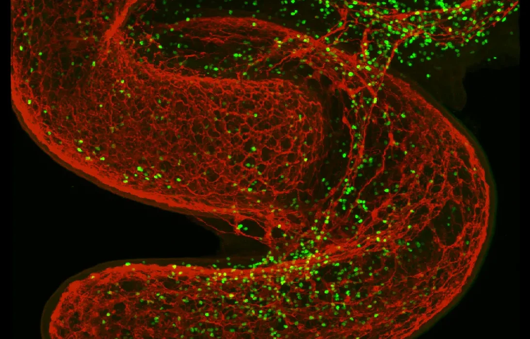 Les Neurones Libèrent une Forme de 'Coup de Boost' pour Communiquer avec le Système Immunitaire