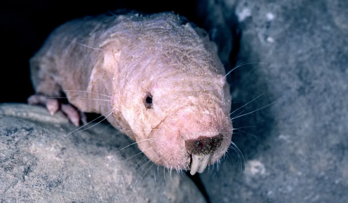 Les Rats Exceptionnels : 30 Ans de Vie, Résistance au Cancer et Absence de Douleur qui Transforment la Médecine