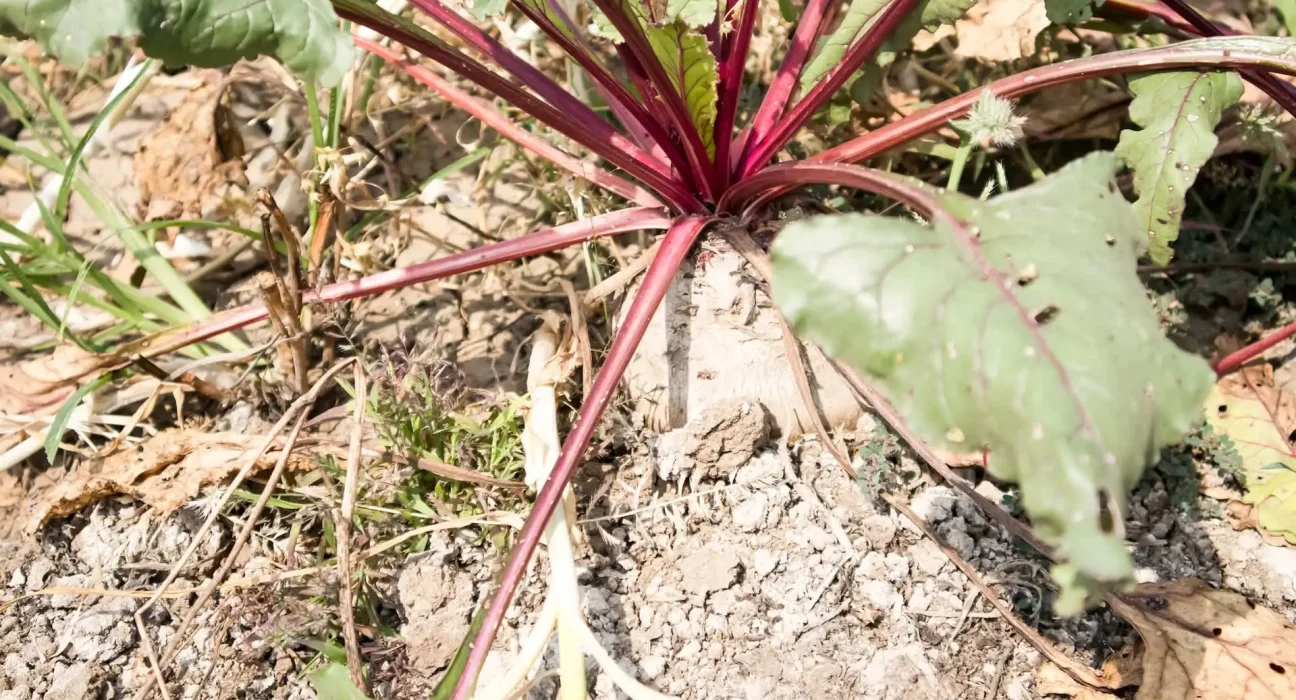 Les agriculteurs indiens constatent que le dérèglement climatique dénature le calendrier des saisons et met en péril leurs récoltes.
