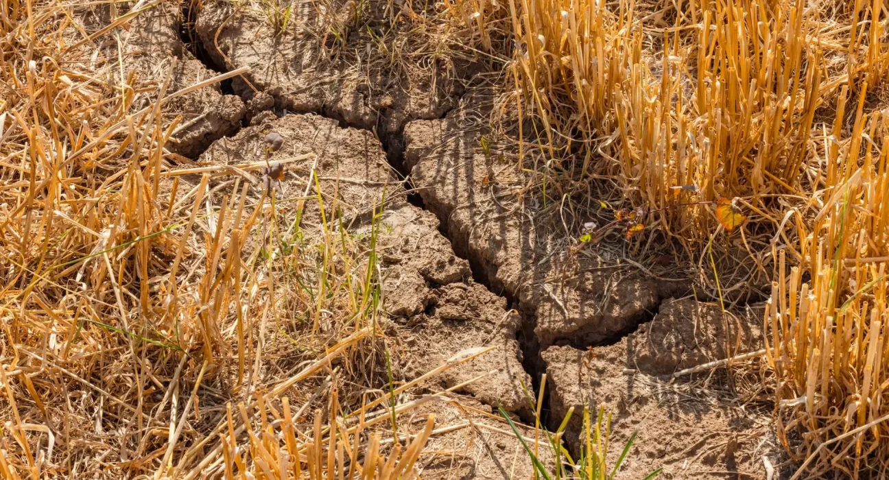 « Les scientifiques lient 'super El Niño' aux extinctions les plus dévastatrices de la Terre, alors qu'un nouvel événement menace des records de chaleur »