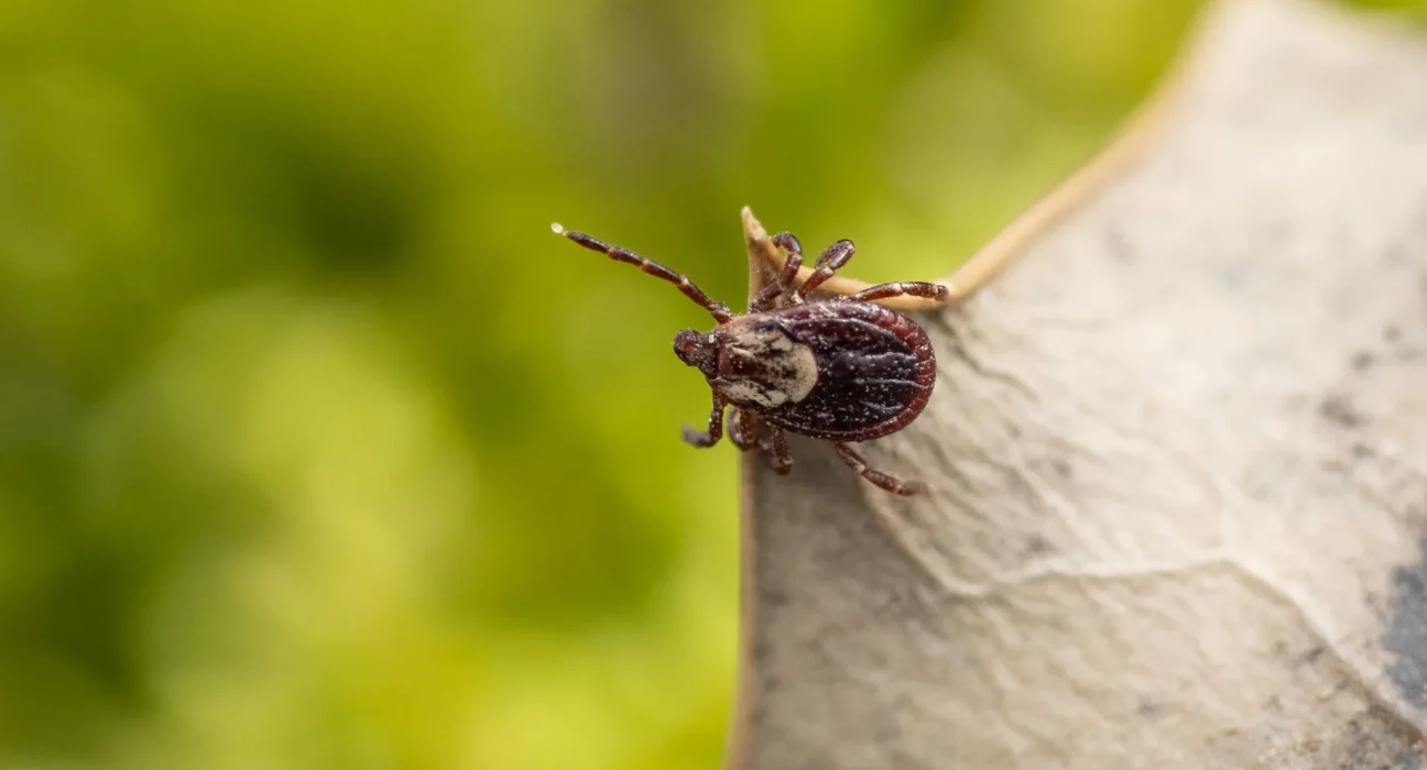 Les tiques du Nord-Est : au-delà de la maladie de Lyme, un risque accru avec 1 tique sur 10 porte plusieurs maladies.