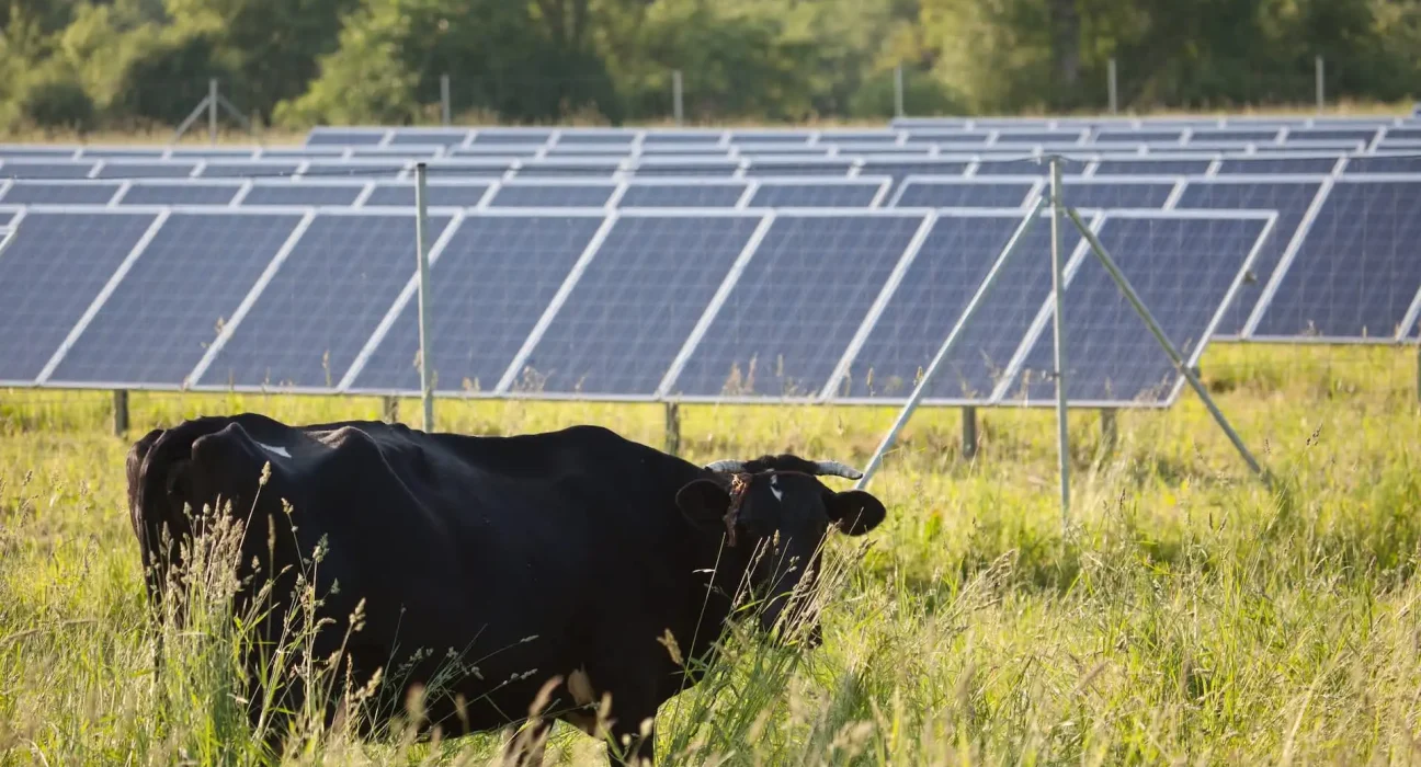 Les vaches sous les panneaux solaires : une solution innovante pour les fermes solaires américaines