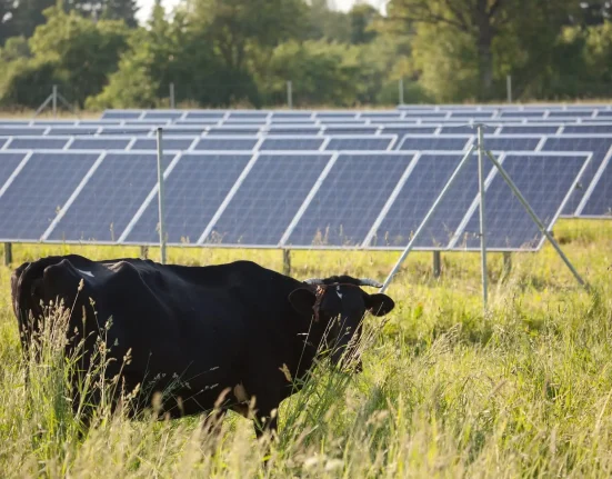 Les vaches sous les panneaux solaires : une solution innovante pour les fermes solaires américaines