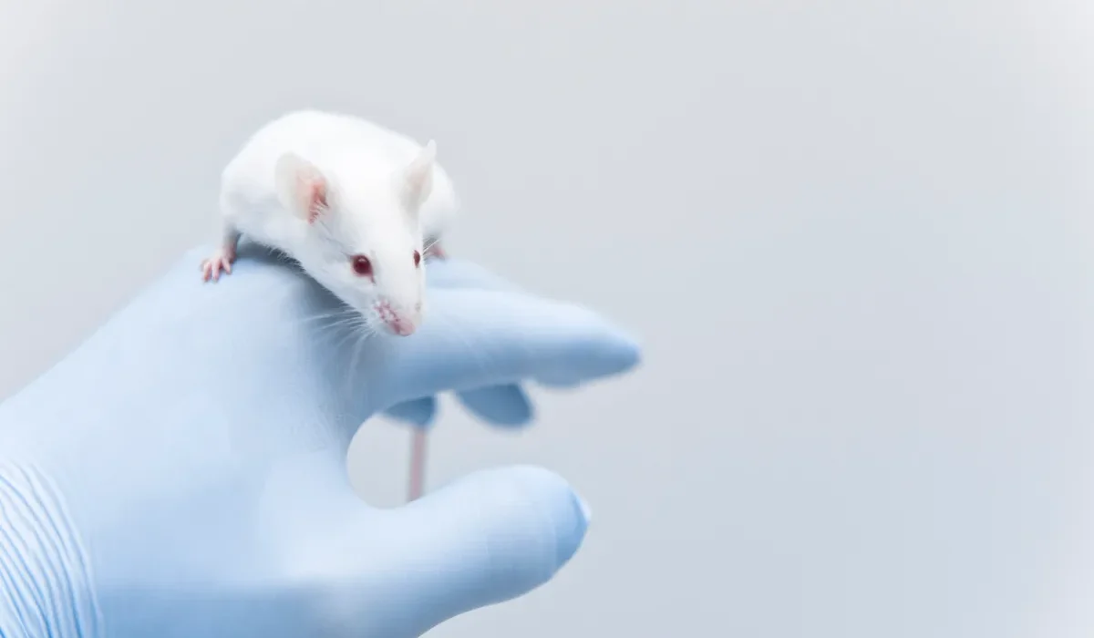 Moliecule de Réparation Mémoire : Rétablir les Effets d'une Lésion Cérébrale Traumatique chez les Souris