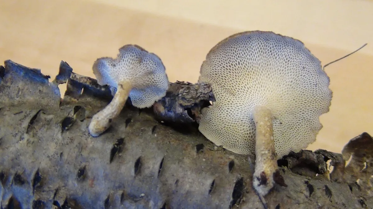 NASA : La compréhension des fungi, clé de la sécurité humaine dans l'exploration spatiale.