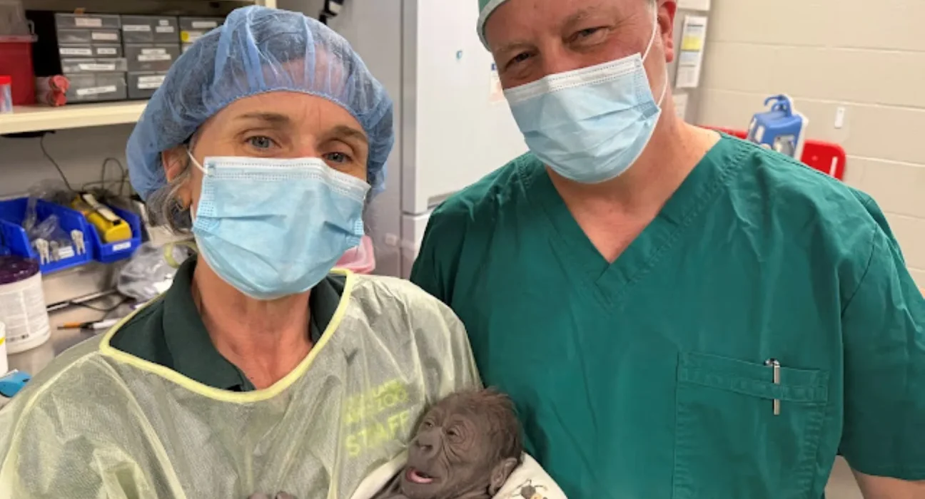 Naissance exceptionnelle : une césarienne d'urgence sauve un gorillon au zoo centenaire