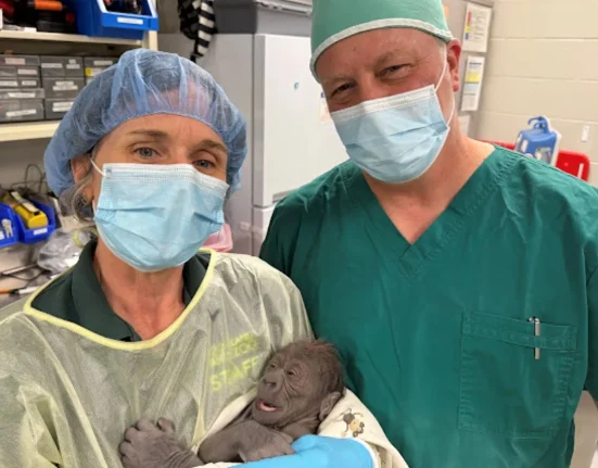 Naissance exceptionnelle : une césarienne d'urgence sauve un gorillon au zoo centenaire