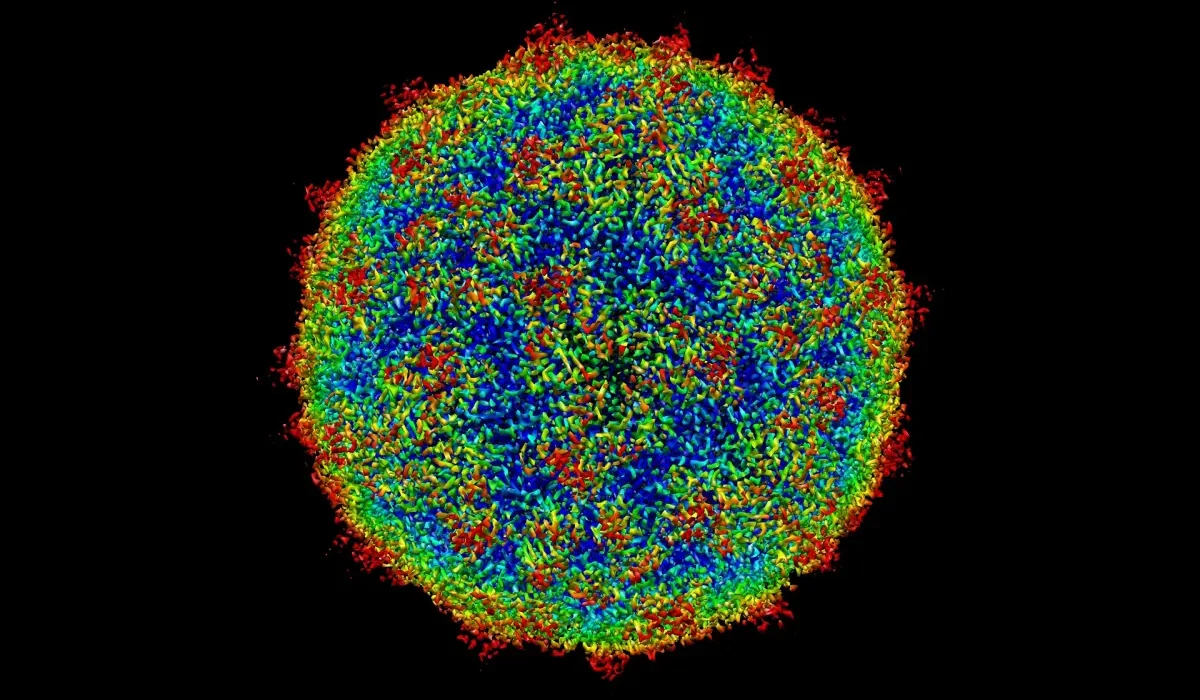 Nous venons de développer un code artificiel régissant les virus.
