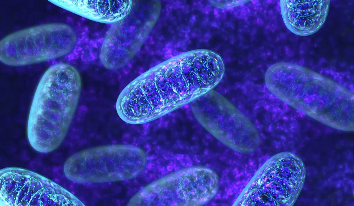 Nouvelles Découvertes sur la Sécurisation de la Longévité Humaine