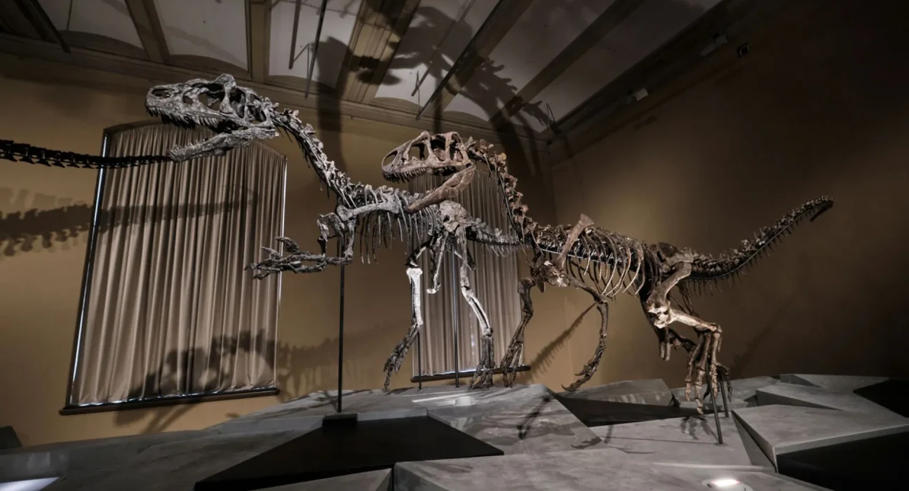 Nouvelles recherches dévoilent l'origine des bras minuscules du T. Rex : 'La tête a pris le devant'