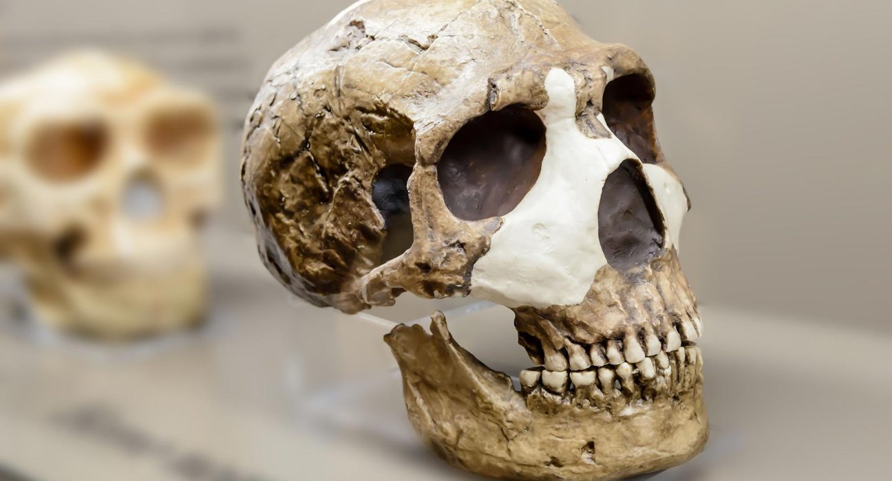 « Pourquoi les Néandertaliens ont-ils disparu ? Les scientifiques dévoilent l'avantage caché des humains. »