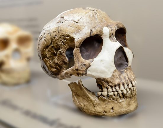 « Pourquoi les Néandertaliens ont-ils disparu ? Les scientifiques dévoilent l'avantage caché des humains. »