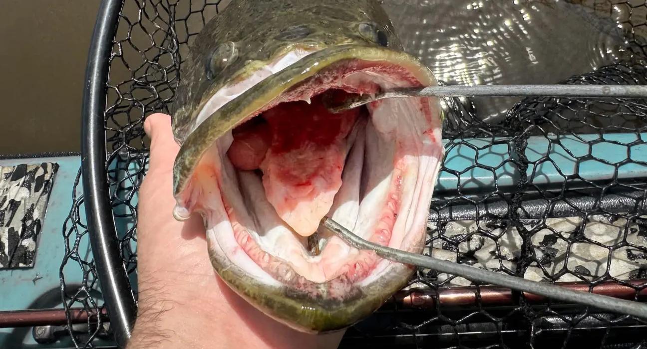 Première apparition d'un poisson à tête de serpent sur Long Island : les autorités s'active pour maîtriser la situation