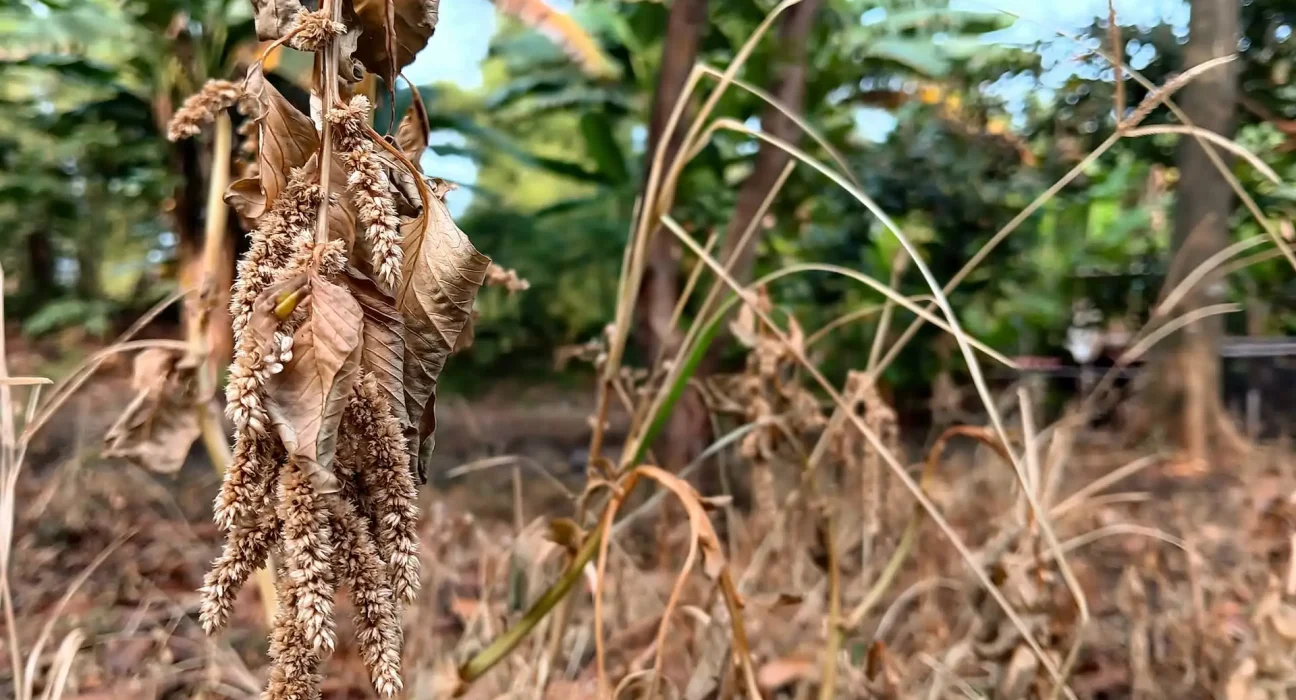 Première étude révèle que l'effondrement des insectes aggrave déjà la malnutrition dans les régions tropicales