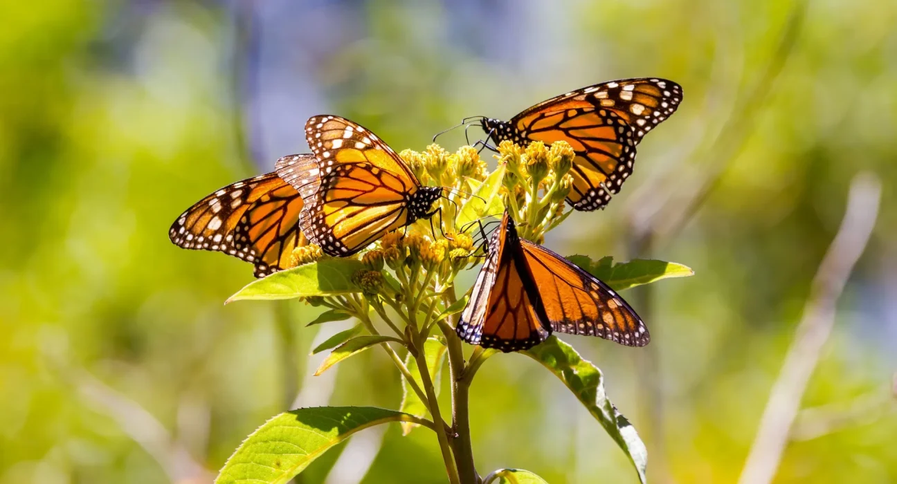 Retour des papillons monarques et de nombreuses plantes indigènes grâce à la ferme solaire du Minnesota : la renaissance des fleurs sauvages sous les panneaux.
