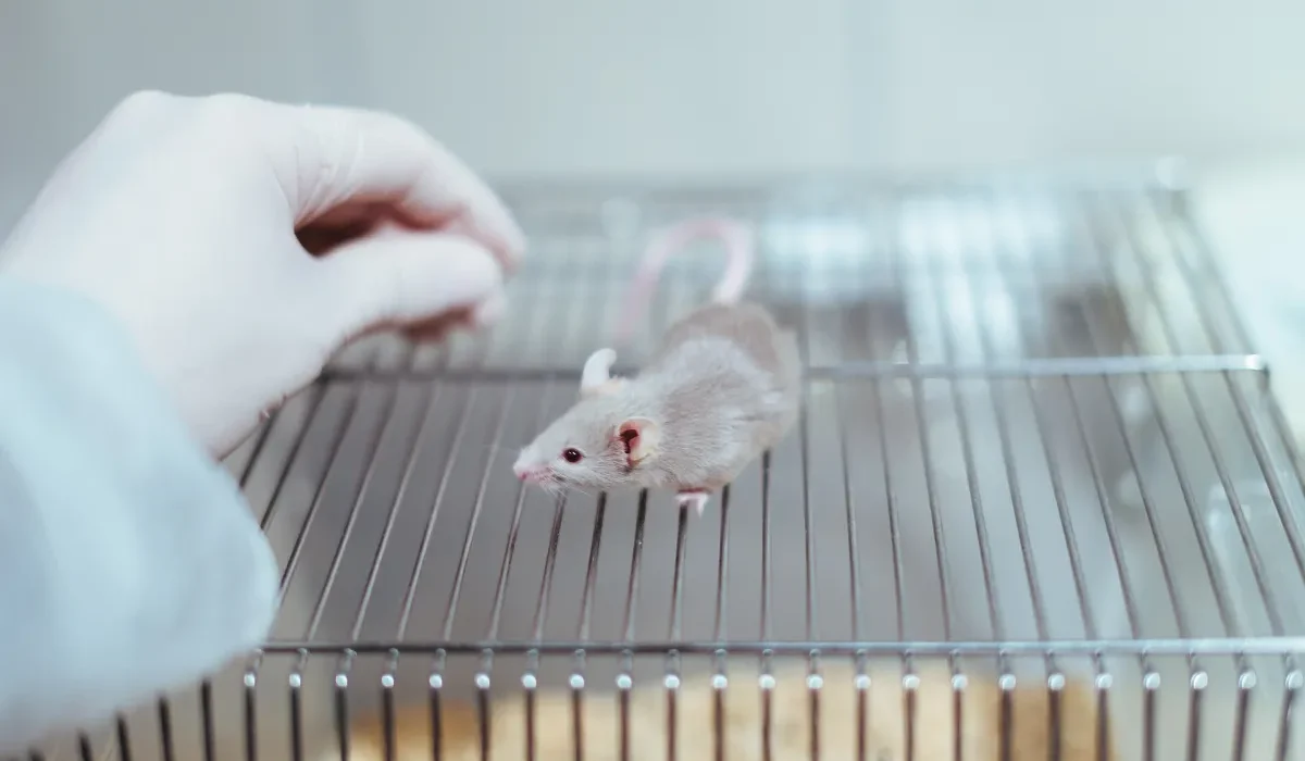 Un Chirurgien de Greffe Cérébrale Annonce la Réparation Réussie de la Moelle Épinière chez des Rats