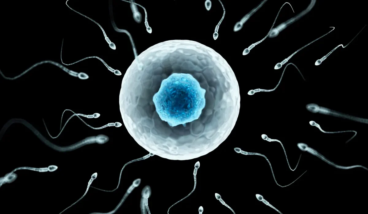 « Un Préservatif Moléculaire : Vers une Révolution de la Contraception Masculine »