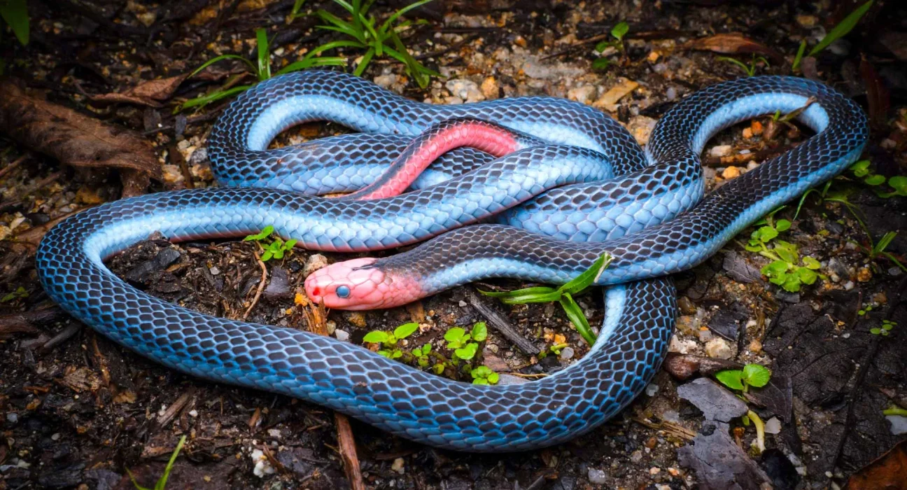 Un YouTuber Découvre un Serpent Corail Bleu Éblouissant aux Couleurs Électrisantes et Venin Paralyseur