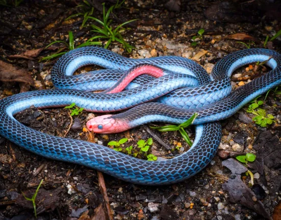Un YouTuber Découvre un Serpent Corail Bleu Éblouissant aux Couleurs Électrisantes et Venin Paralyseur