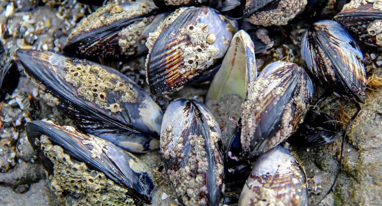 Un comté de Californie en alerte face à l'invasion de moules dorées menaçant ses canaux