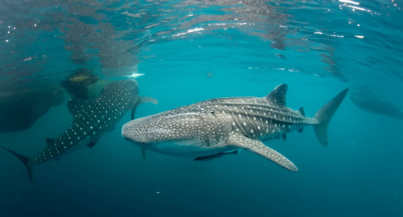 Un nouvel espoir : une étude de 10 ans sur le requin-baleine annonce une aire protégée