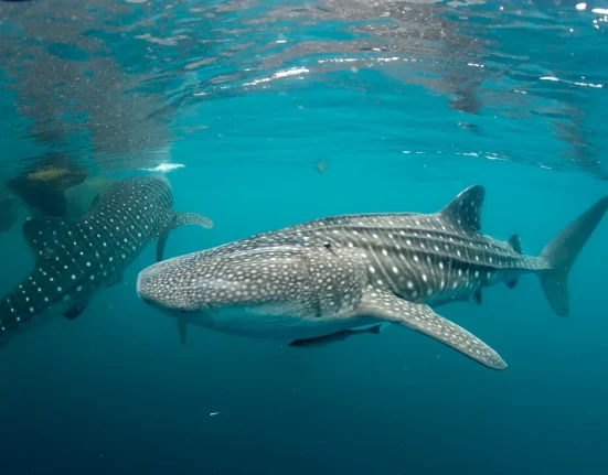 Un nouvel espoir : une étude de 10 ans sur le requin-baleine annonce une aire protégée