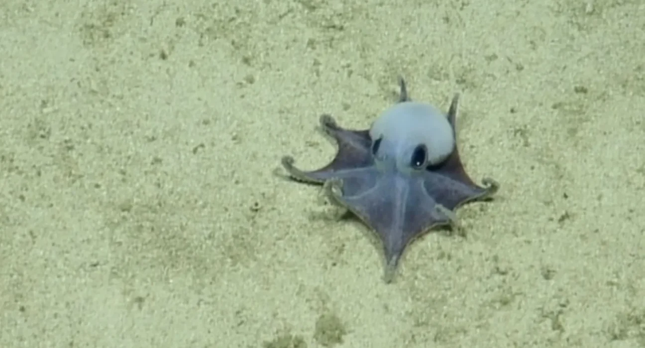 Un petit octopus bleu découvert à 1 800 mètres de profondeur aux Galápagos stupéfie les scientifiques.