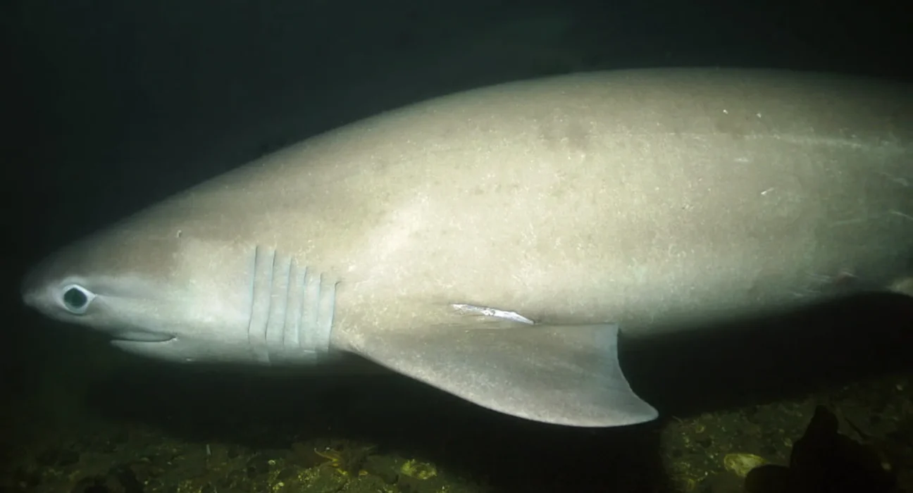 Un requin mystérieux de 4,3 mètres, préhistorique et lié aux dinosaures, pourrait revenir dans le Puget Sound pour donner naissance.