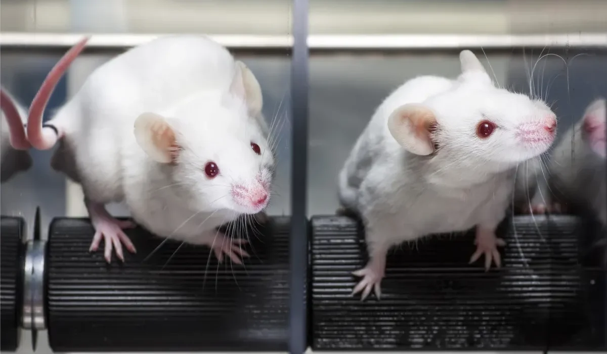 Une Équipe Guérit le Diabète chez des Souris Sans Effets Secondaires.