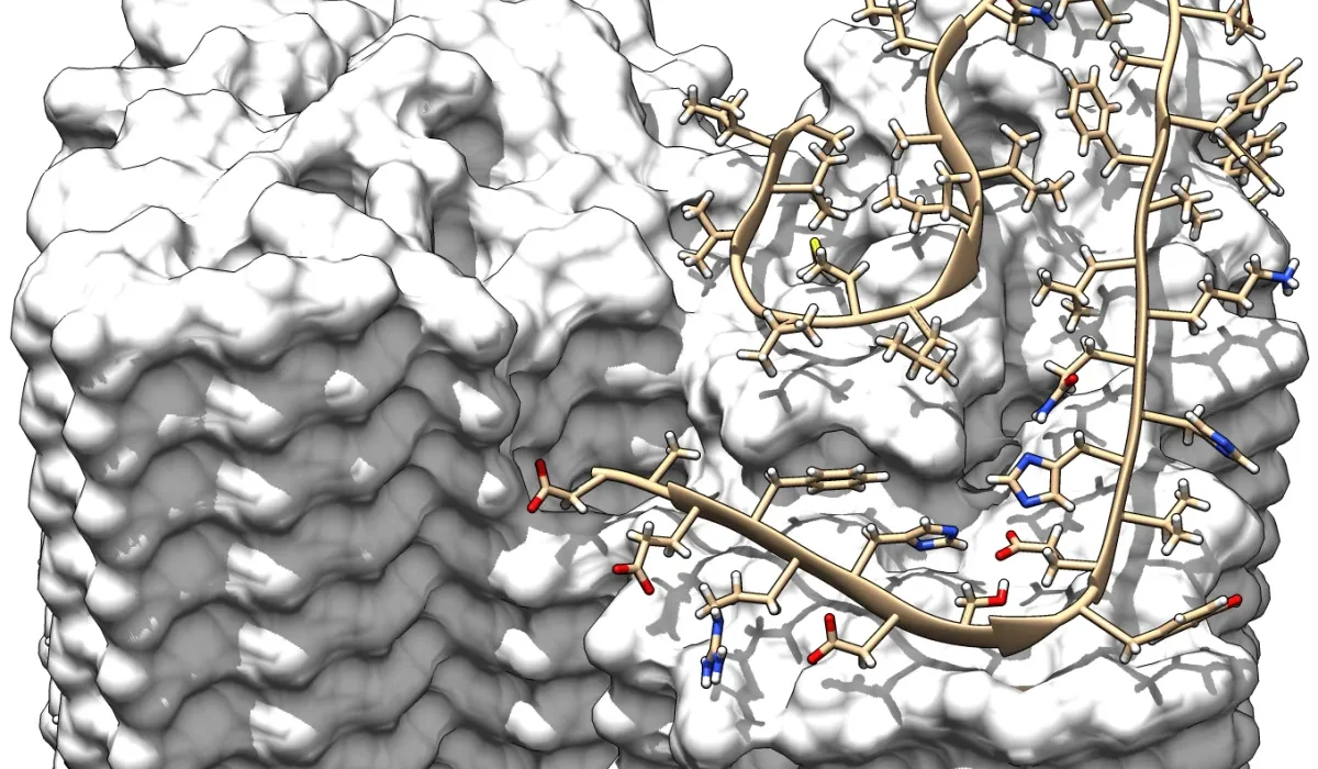 Une Modélisation Précise de la Structure Protéique Associée à la Maladie d'Alzheimer