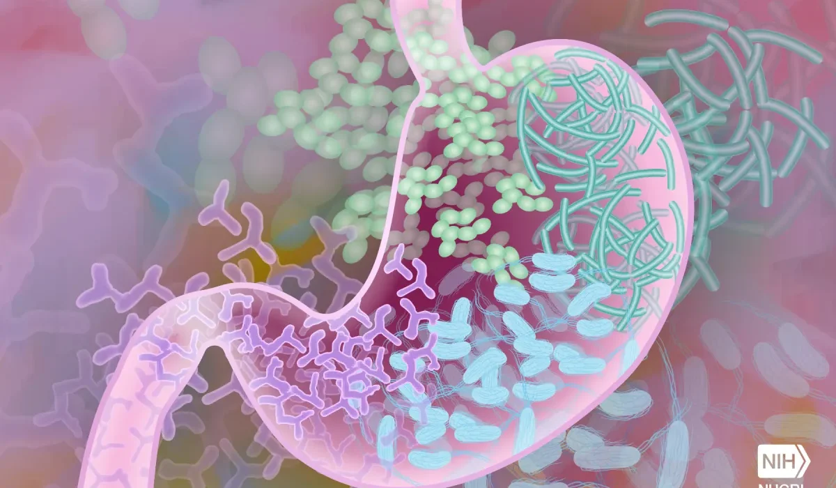 Une Nouvelle Étude Révèle L'Influence Des Bactéries Intestinales Sur L'Anxiété