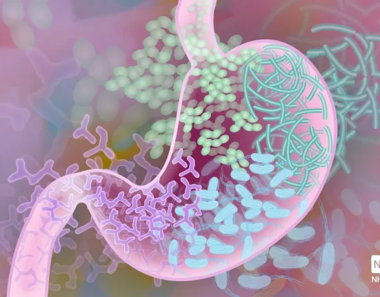 Une Nouvelle Étude Révèle L'Influence Des Bactéries Intestinales Sur L'Anxiété
