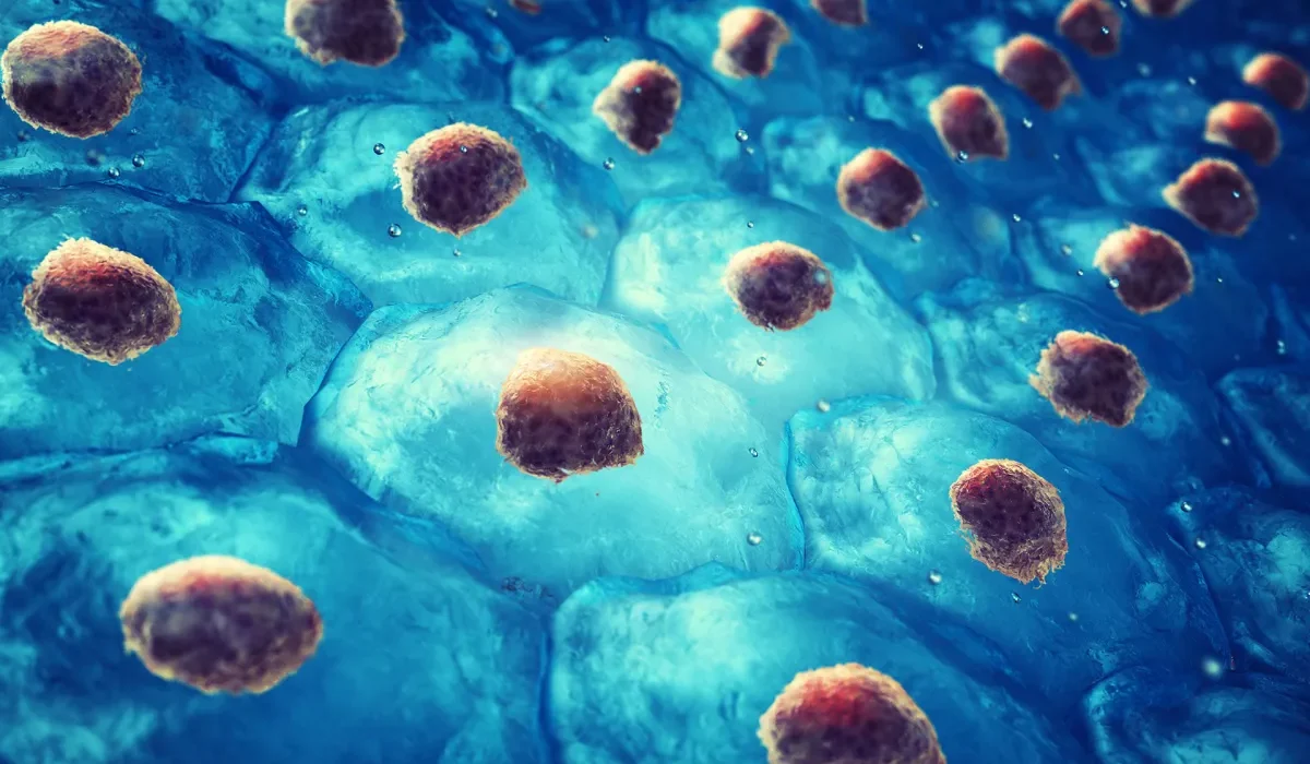 Une Nouvelle Lignée de Cellules Souches pour Révolutionner la Recherche Médicale et les Traitements