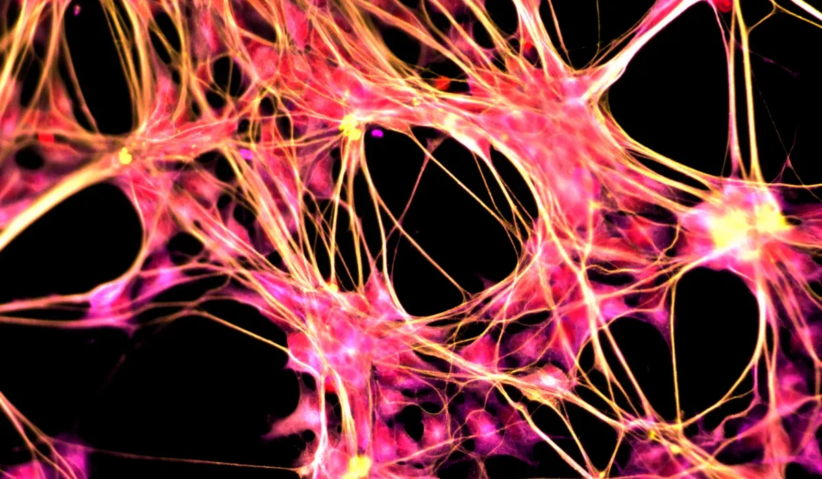 Une Nouvelle Méthode Transforme les Cellules Cutanées en Neurones.