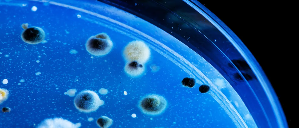 Une Nouvelle "Pilule CRISPR" Pousse les Bactéries à Détruire Leur Propre ADN