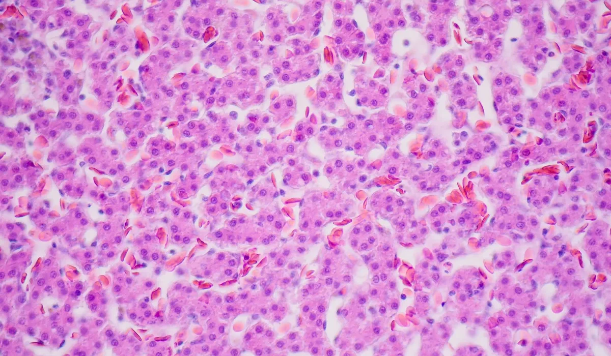 Une Nouvelle Thérapie par Cellules Souches Révèle des Résultats Étonnants Anti-Âge