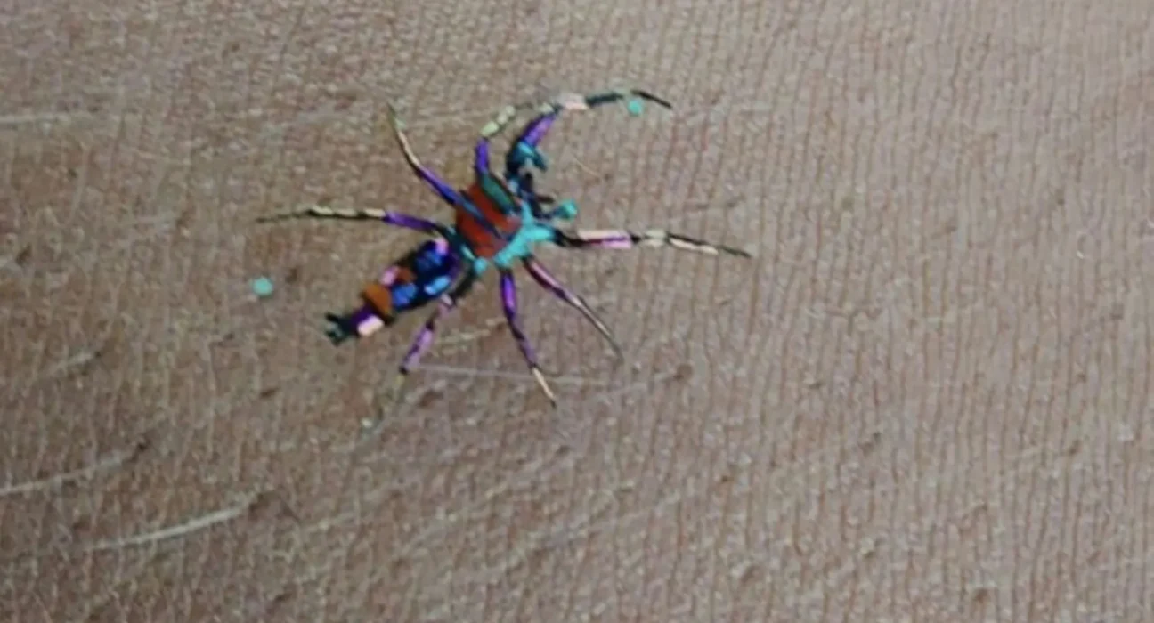 Une Photo d'une Araignée Sauteuse Rare sur le Bras d'un Redditor Suscite un Débat sur les Espèces en Ligne