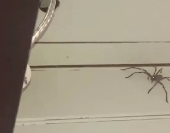 Une araignée géante sur un mur : le mystère qui laisse pantois !