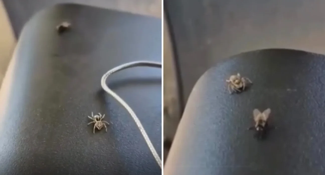 Une araignée traque et surprend une mouche dans une chasse envoûtante captivant les spectateurs.