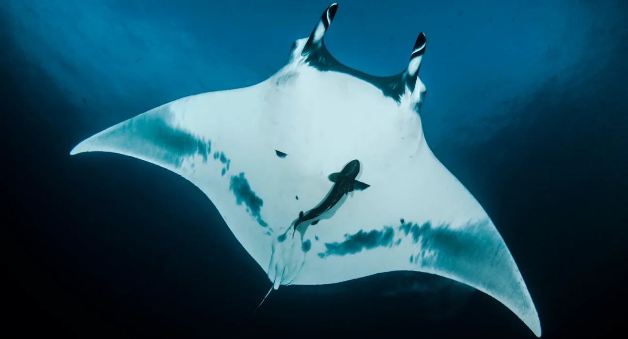 Une nouvelle étude révèle que des poissons 'font du stop' dans les orifices des raies manta.