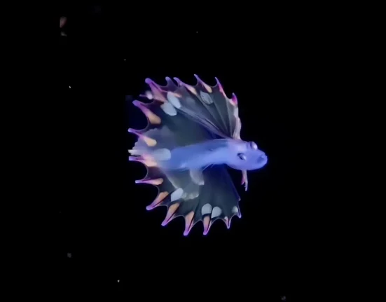 Une vidéo d'un poisson-trépied arc-en-ciel près de Cozumel suscite des doutes sur la réalité de ses images.