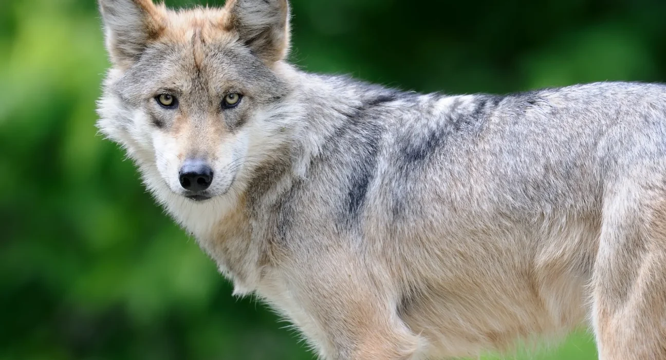 Urgence de préservation : Les experts luttent pour la diversité génétique des loups gris mexicains