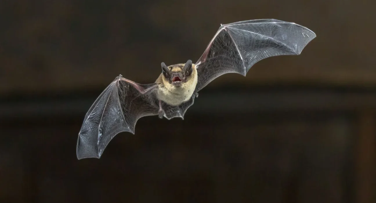 Urgence sanitaire : un résident exposé après la découverte d'une chauve-souris enragée dans une maison de l'Illinois