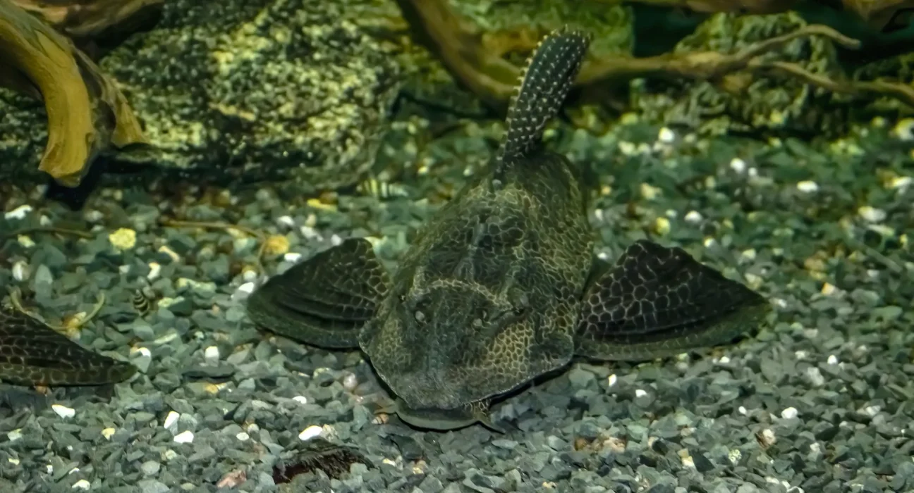 Victoire à Jakarta : 10 tonnes de poissons nettoyeurs envahissants retirés des eaux de la ville