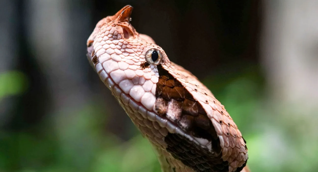 « Viper aux crocs géants fascine avec des mouvements jugés plus troublants que sa démarche »