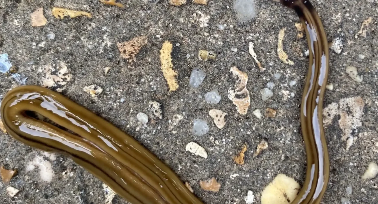 Alerte au Mississippi : Ne touchez pas au ver-taupe à tête de marteau, évitez de le sectionner !