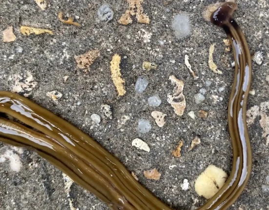 Alerte au Mississippi : Ne touchez pas au ver-taupe à tête de marteau, évitez de le sectionner !