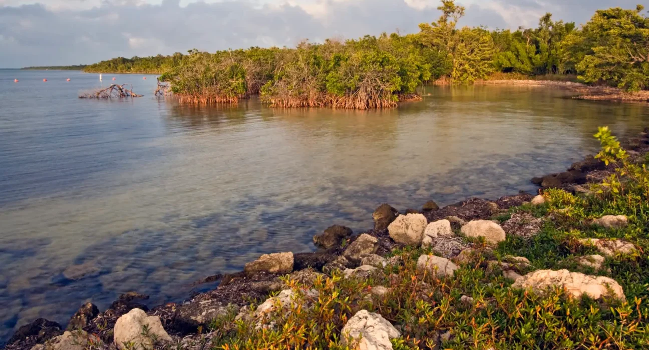 Alerte des scientifiques : Biscayne Bay en Floride devient plus chaude, salée et acide.