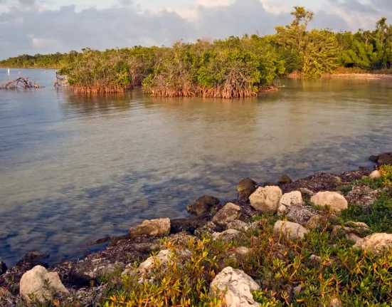 Alerte des scientifiques : Biscayne Bay en Floride devient plus chaude, salée et acide.